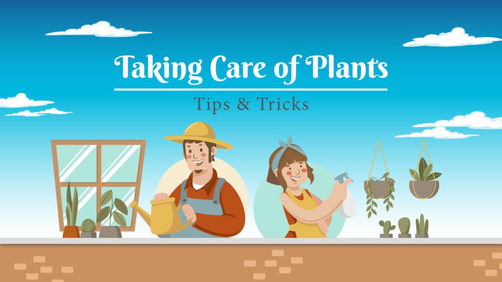 best ways to take care of indoor plants