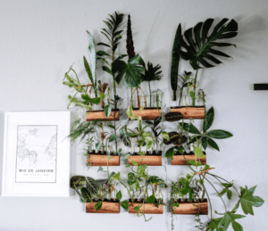 best way to care your plants